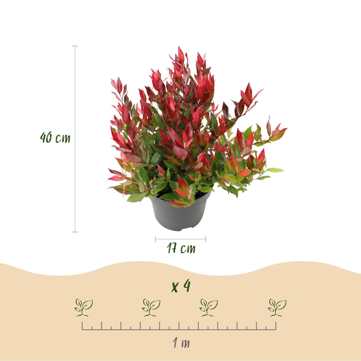 Leucothoe ‘Little Flame’ – immergrün & pflegeleicht – rot – 17 cm Topf, ca. 40 cm hoch - Green Guardia - Ihr Experte für Schädlinge und Pflanzen