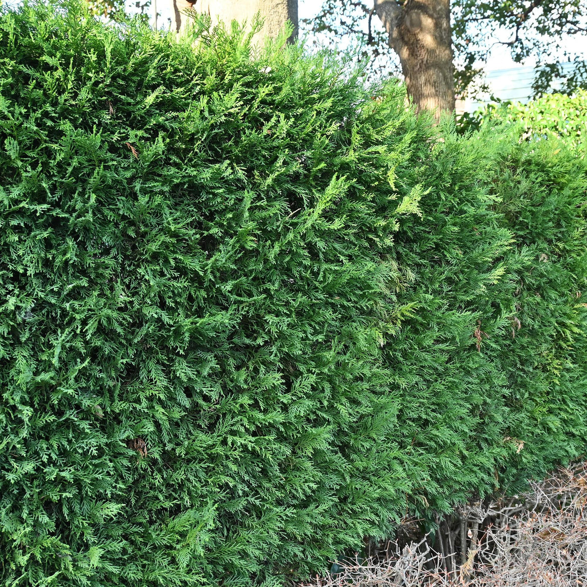 Leyland - Zypresse (Cupressocyparis leylandii) – 8 Pflanzen = 1 m Hecke, 35–40 cm, immergrün - Green Guardia - Ihr Experte für Schädlinge und Pflanzen