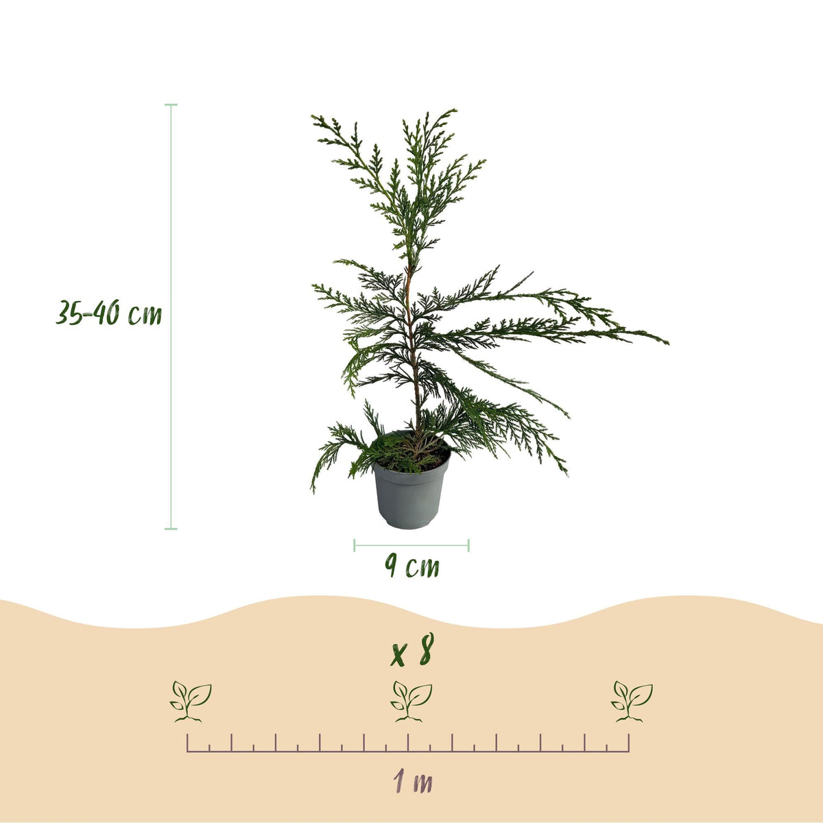 Leyland - Zypresse (Cupressocyparis leylandii) – 8 Pflanzen = 1 m Hecke, 35–40 cm, immergrün - Green Guardia - Ihr Experte für Schädlinge und Pflanzen