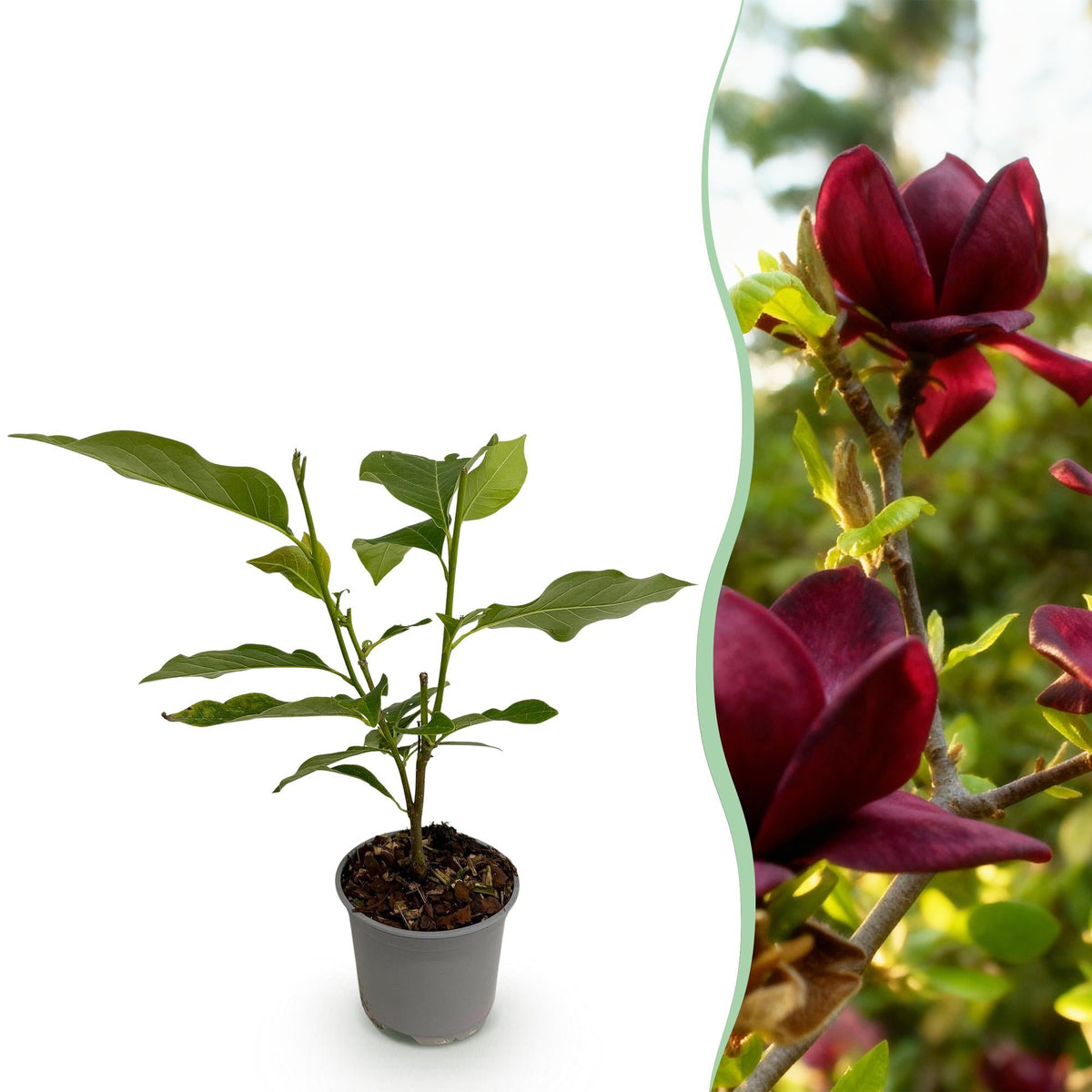 Magnolia ‚Genie‘ – laubabwerfend & pflegeleicht – lila Blüte – 12 cm Topf, ca. 30 cm hoch - Green Guardia - Ihr Experte für Schädlinge und Pflanzen