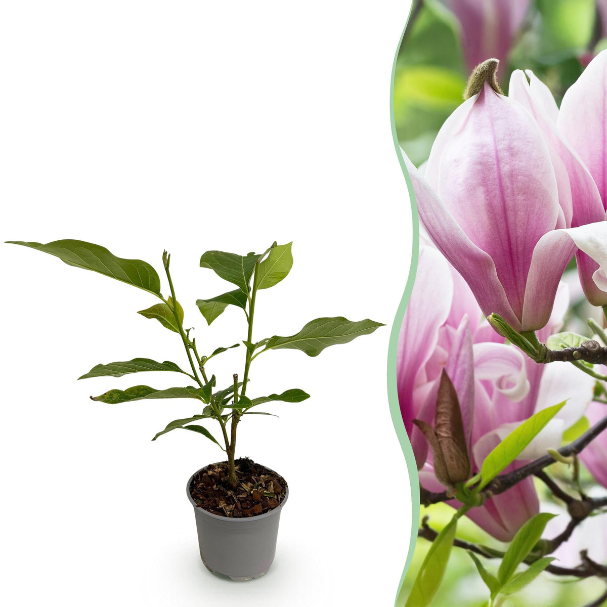 Magnolia ‘George Henry Kern’ – laubabwerfend & pflegeleicht – rosa Blüte – 12 cm Topf, ca. 30 cm hoch - Green Guardia - Ihr Experte für Schädlinge und Pflanzen
