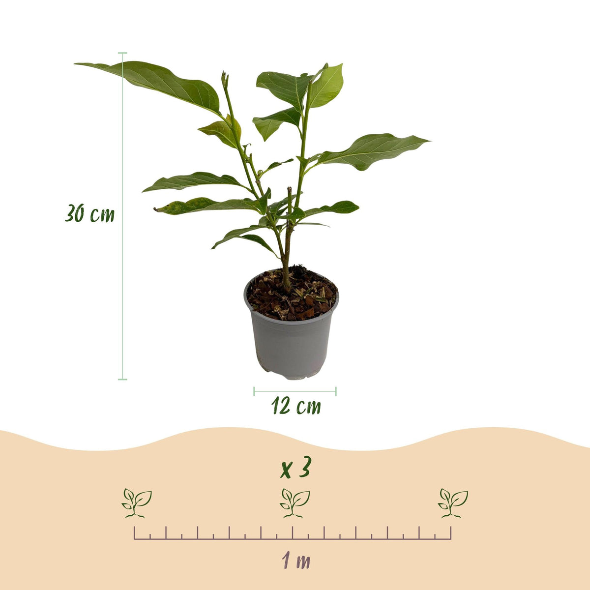 Magnolia sieboldii – laubabwerfend & pflegeleicht – weiß - rote Blüte – 12 cm Topf, ca. 30 cm hoch - Green Guardia - Ihr Experte für Schädlinge und Pflanzen