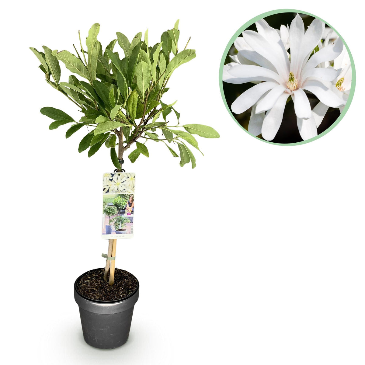 Magnolia stellata – Terrassenpflanze – laubabwerfend & winterhart – weiße Blüte – 19 cm Topf, ca. 90 cm hoch - Green Guardia - Ihr Experte für Schädlinge und Pflanzen