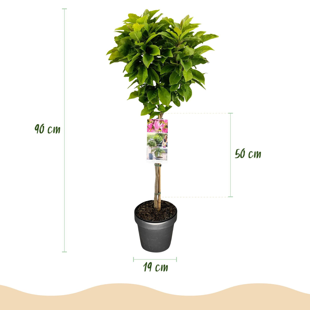Magnolia ‚Susan‘ – Terrassenpflanze – laubabwerfend & winterhart – rosa Blüte – 19 cm Topf, ca. 90 cm hoch - Green Guardia - Ihr Experte für Schädlinge und Pflanzen