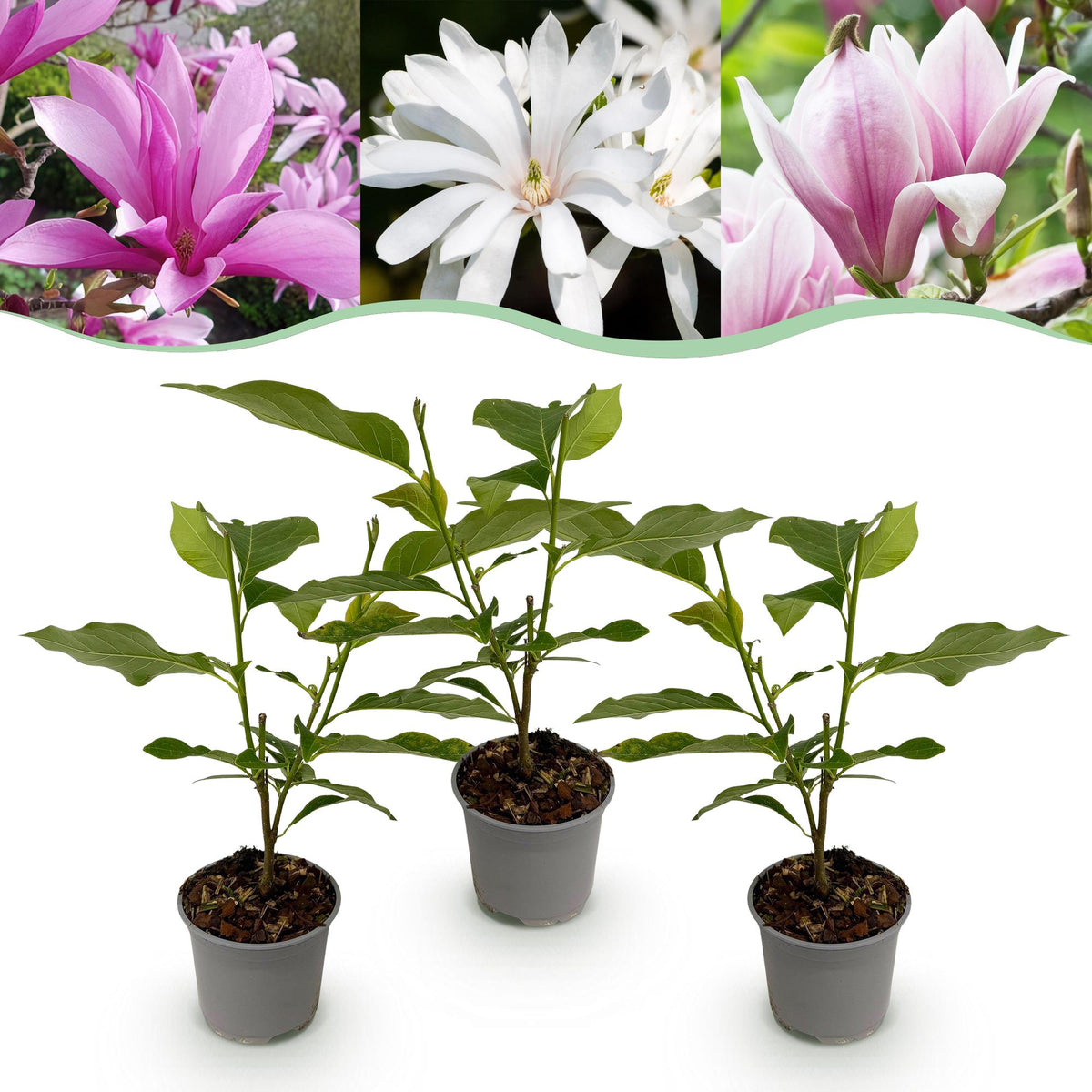 Magnolia ‘Tricolour’ – laubabwerfend & pflegeleicht – 3 Pflanzen – weiß - rosa - lila Blüte – 12 cm Topf, ca. 30 cm hoch - Green Guardia - Ihr Experte für Schädlinge und Pflanzen