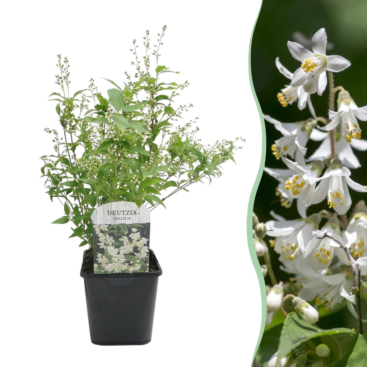 Maiblumenstrauch (Deutzia gracilis) – weißblühend, laubabwerfend, 17 cm Topf, 45 cm Höhe - Green Guardia - Ihr Experte für Schädlinge und Pflanzen