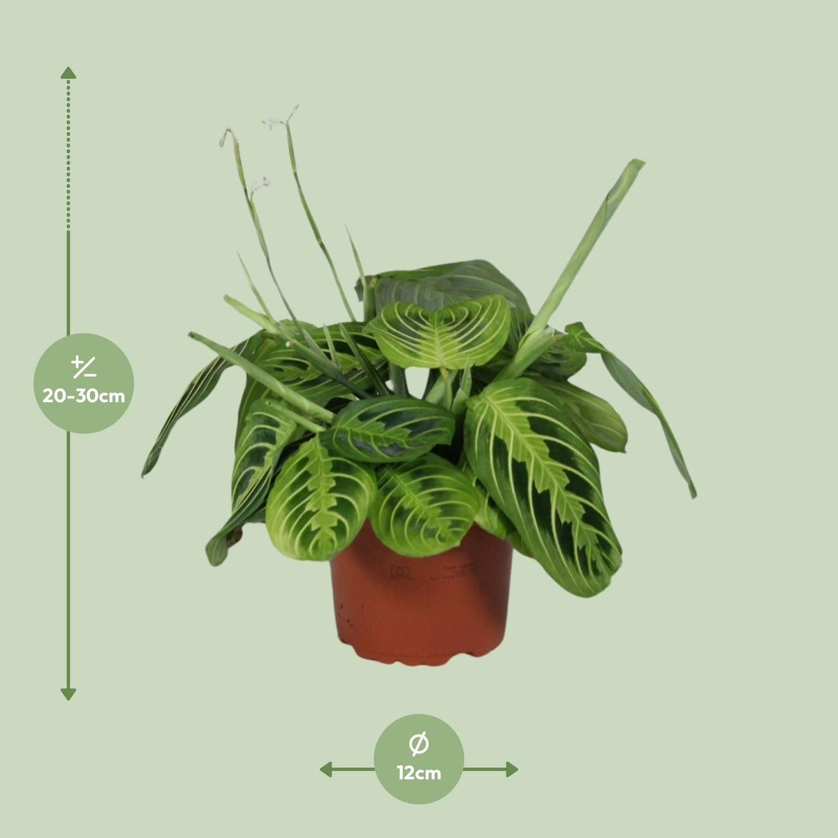 Maranta Leuconeura ‘Fascinator Lemon Lime’ – Pfeilwurze - 12cm Topf, 30cm hoch - Green Guardia - Ihr Experte für Schädlinge und Pflanzen