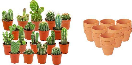 Mini - Kakteen Kollektion – im natürliche Terrakottatöpfe 8cm, 5–10 cm Höhe - Green Guardia - Ihr Experte für Schädlinge und Pflanzen