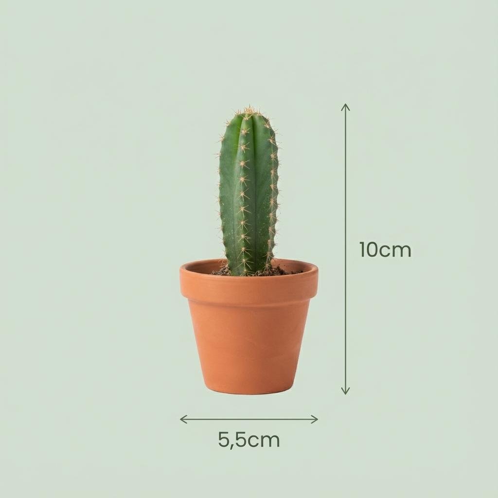 Mini Kakteen & Sukkulenten Mix – 8,1 cm Topf, 5–10 cm hoch, im Terrakottatopf - Green Guardia - Ihr Experte für Schädlinge und Pflanzen