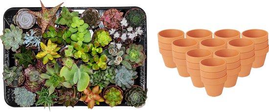 Mini - Sukkulenten Mix – Ø 8,1 cm, Höhe 5–10 cm, im Terrakottatopf - Green Guardia - Ihr Experte für Schädlinge und Pflanzen
