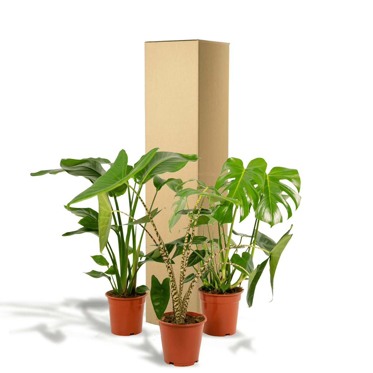 Monstera deliciosa, Alocasia zebrina & Strelitzia nicolai – 3 Pflanzen – 19–21 cm Topf, ca. 75–85 cm hoch - Green Guardia - Ihr Experte für Schädlinge und Pflanzen