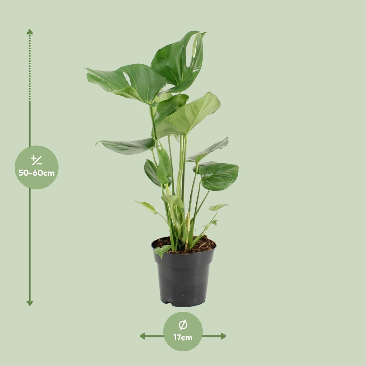 Monstera Deliciosa – Fensterblatt - 60 - 105 cm - Green Guardia - Ihr Experte für Schädlinge und Pflanzen