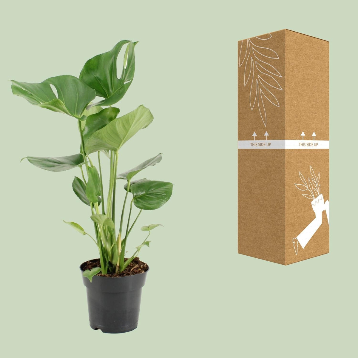 Monstera Deliciosa – Fensterblatt - 60 - 105 cm - Green Guardia - Ihr Experte für Schädlinge und Pflanzen