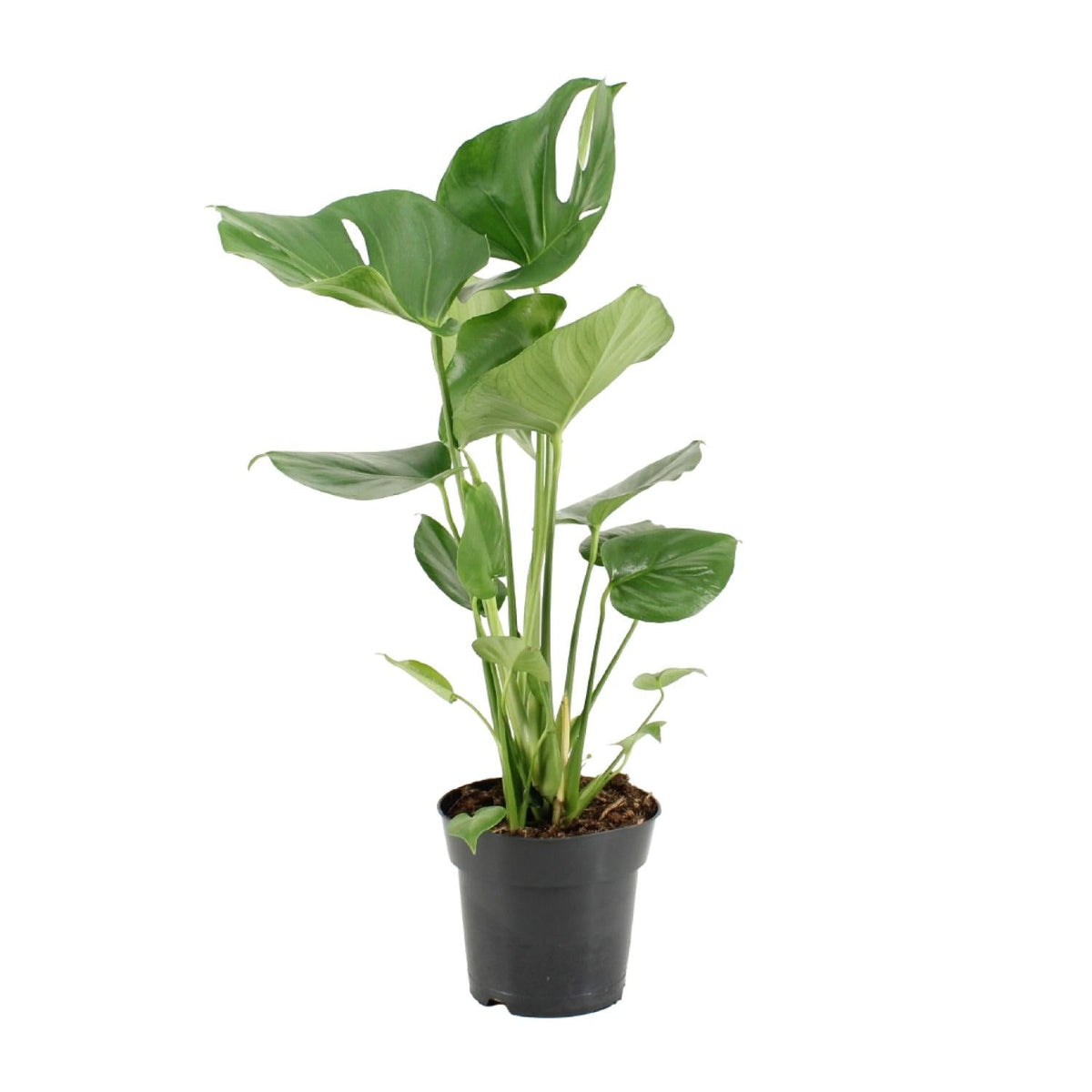 Monstera Deliciosa – Fensterblatt - 60 - 105 cm - Green Guardia - Ihr Experte für Schädlinge und Pflanzen