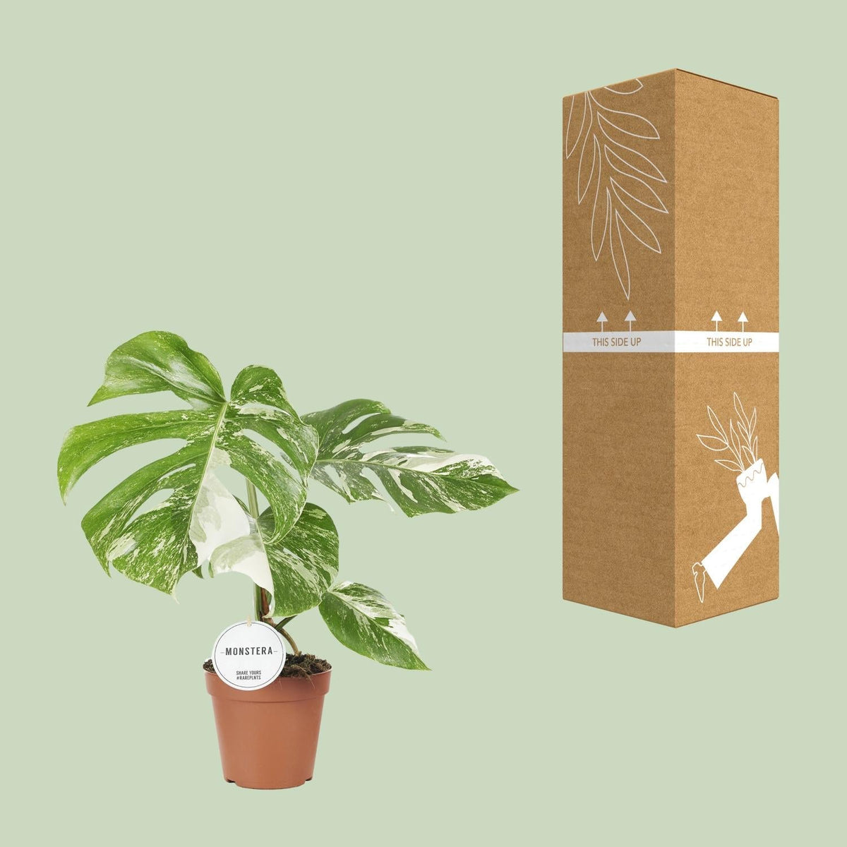 Monstera Deliciosa Variegata – Buntblättriges Fensterblatt - 15 cm Topf, 45 cm hoch - Green Guardia - Ihr Experte für Schädlinge und Pflanzen