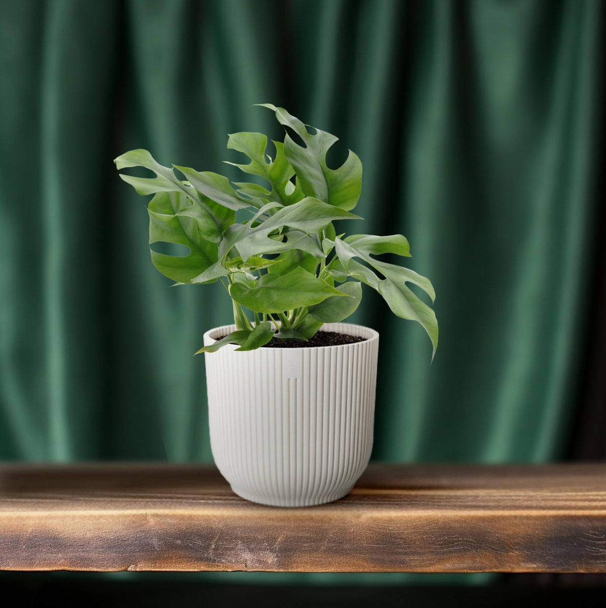 Monstera Minima – Zwerg - Fensterblatt - 25 - 80 cm - Green Guardia - Ihr Experte für Schädlinge und Pflanzen