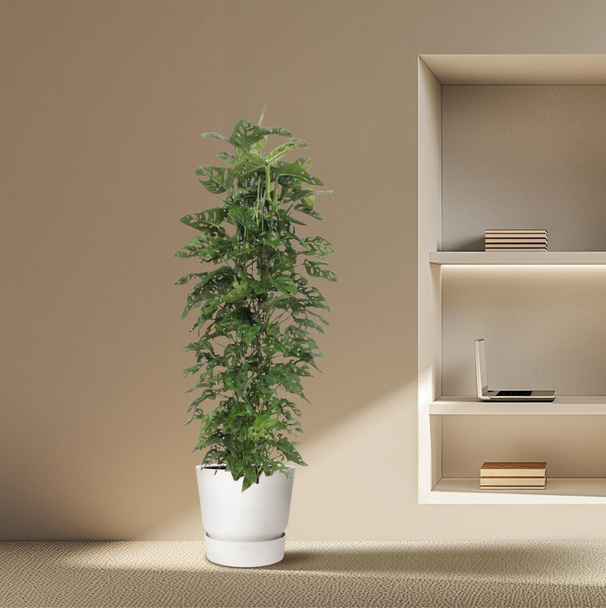 Monstera Monkey Leaf – Fensterblatt - 30 - 180 cm - Green Guardia - Ihr Experte für Schädlinge und Pflanzen