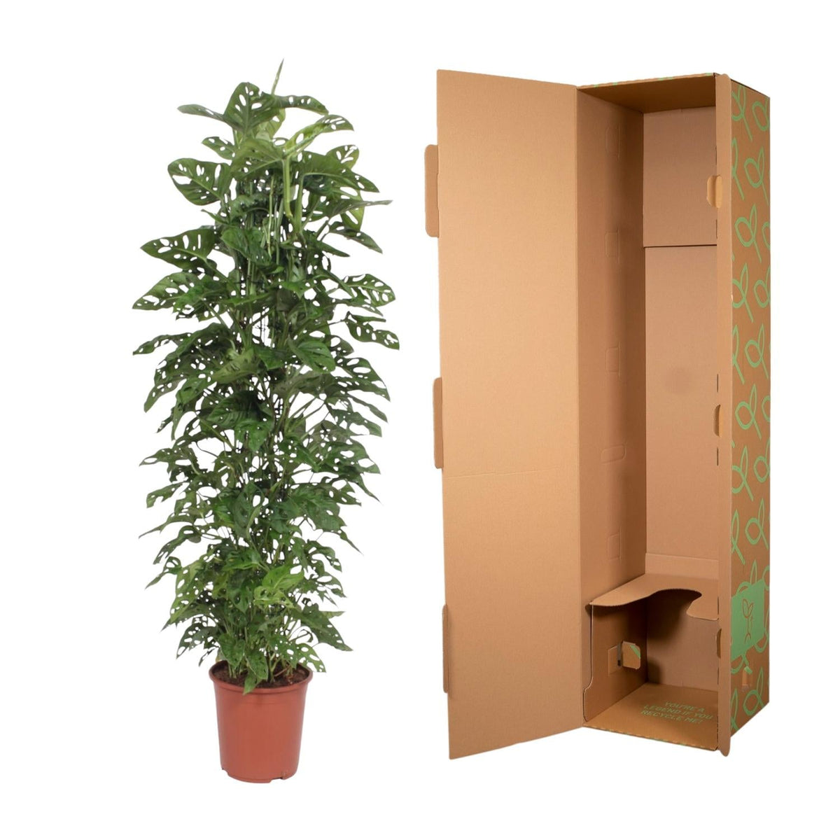 Monstera Monkey Leaf – Fensterblatt - 30 - 180 cm - Green Guardia - Ihr Experte für Schädlinge und Pflanzen