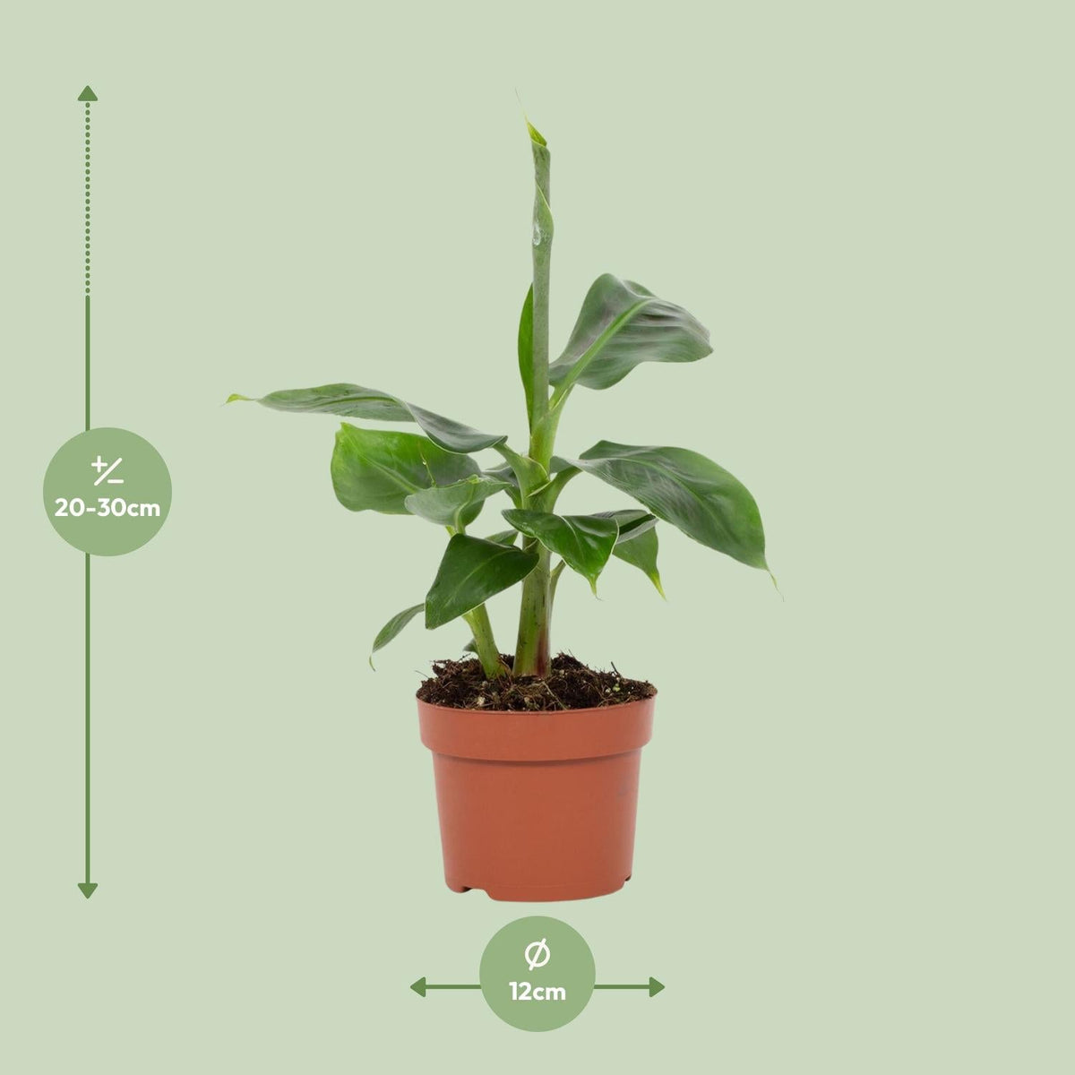 Musa Tropicana – Zwergbanane - 12 cm Topf, 27 cm hoch - Green Guardia - Ihr Experte für Schädlinge und Pflanzen