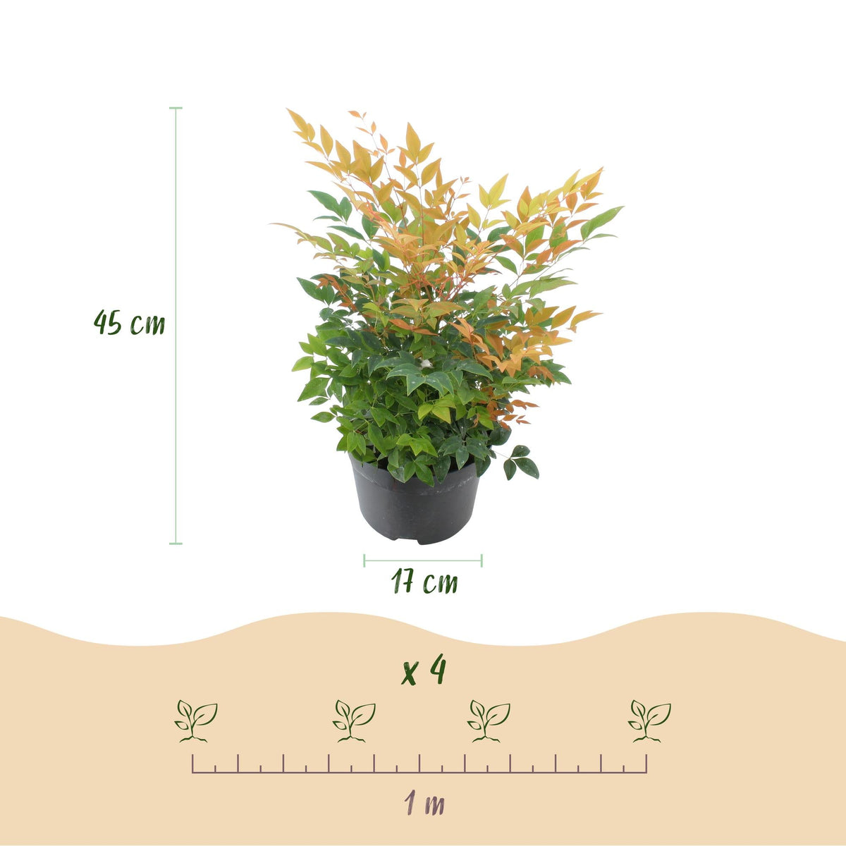 Nandina ‘Gulfstream’ – immergrün & pflegeleicht – orange – 17 cm Topf, ca. 45 cm hoch - Green Guardia - Ihr Experte für Schädlinge und Pflanzen