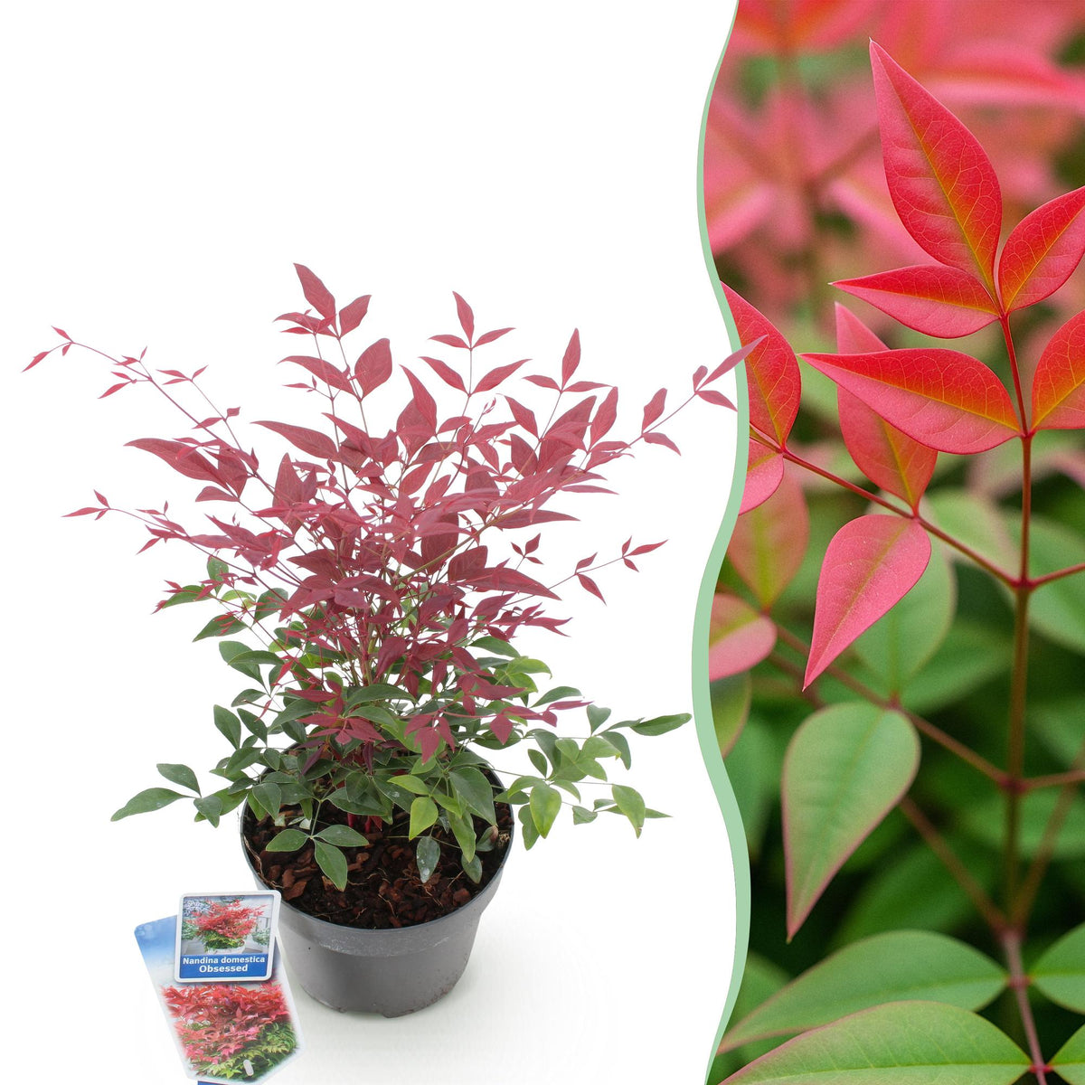 Nandina ‘Obsessed’ – immergrün & pflegeleicht – rot – 17 cm Topf, ca. 45 cm hoch - Green Guardia - Ihr Experte für Schädlinge und Pflanzen