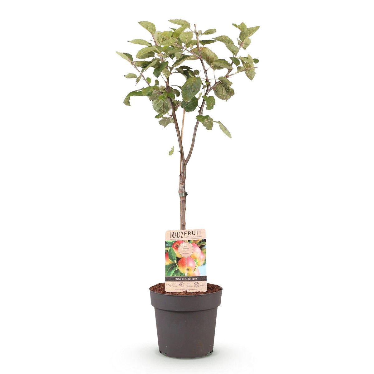 Obstpflanze Apfelbaum „Jonagold“ – gelbgrüne Sorte, 90 cm hoch - Green Guardia - Ihr Experte für Schädlinge und Pflanzen