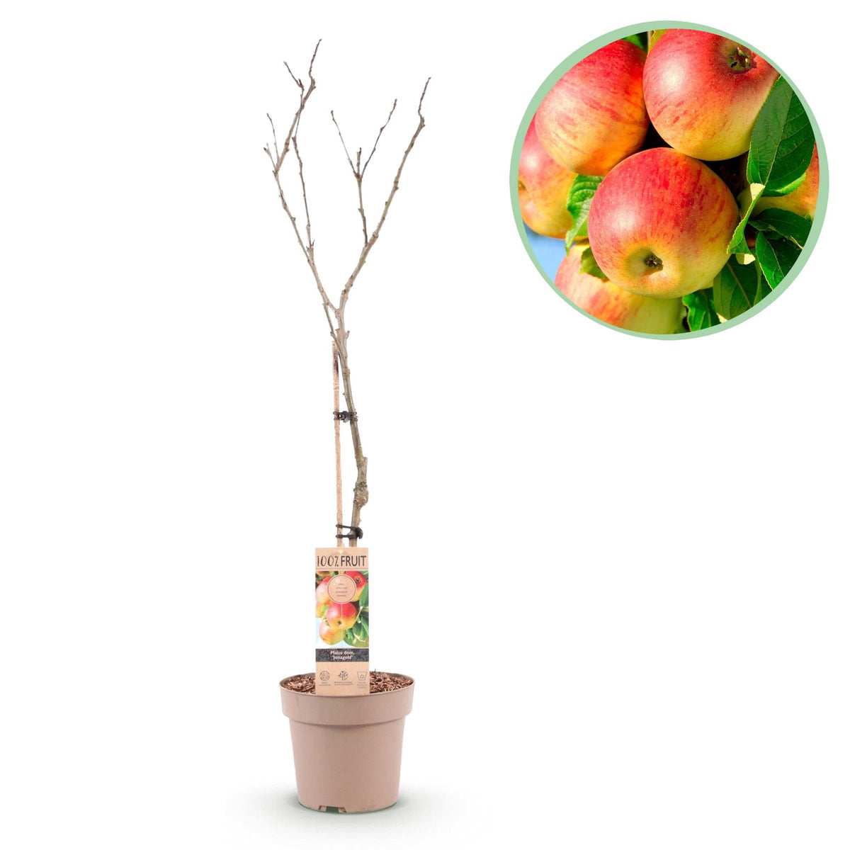 Obstpflanze Apfelbaum „Jonagold“ – gelbgrüne Sorte, 90 cm hoch - Green Guardia - Ihr Experte für Schädlinge und Pflanzen