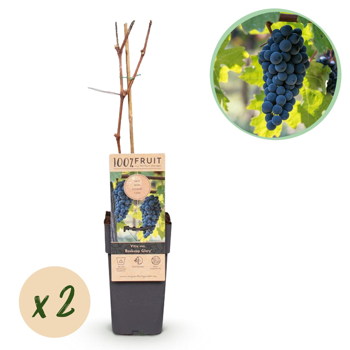Obstpflanze Blaue Traube ‘Boskoop Glory’ – 2er - Set, 15 cm Topf, 50 cm Höhe - Green Guardia - Ihr Experte für Schädlinge und Pflanzen