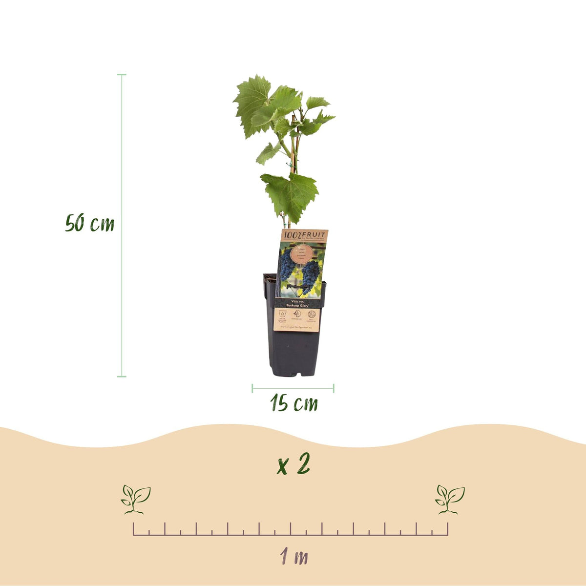 Obstpflanze Blaue Traube ‘Boskoop Glory’ – 2er - Set, 15 cm Topf, 50 cm Höhe - Green Guardia - Ihr Experte für Schädlinge und Pflanzen