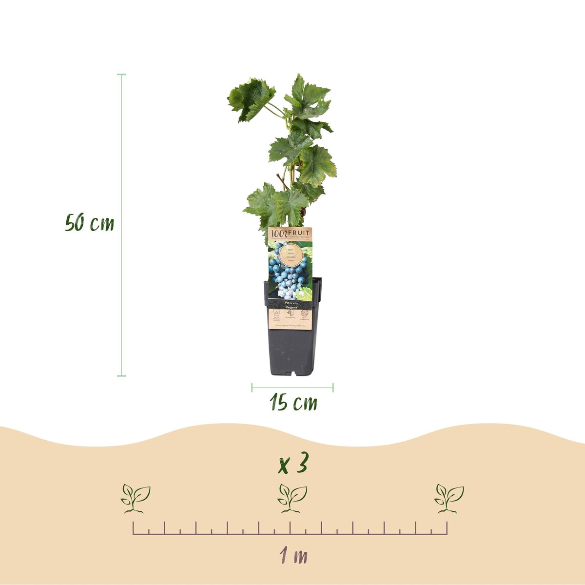 Obstpflanze Blaue Traube ‘Regent’ – 2er - Set, 15 cm Topf, 50 cm hoch - Green Guardia - Ihr Experte für Schädlinge und Pflanzen