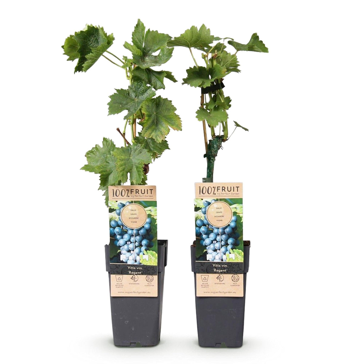 Obstpflanze Blaue Traube ‘Regent’ – 2er - Set, 15 cm Topf, 50 cm hoch - Green Guardia - Ihr Experte für Schädlinge und Pflanzen