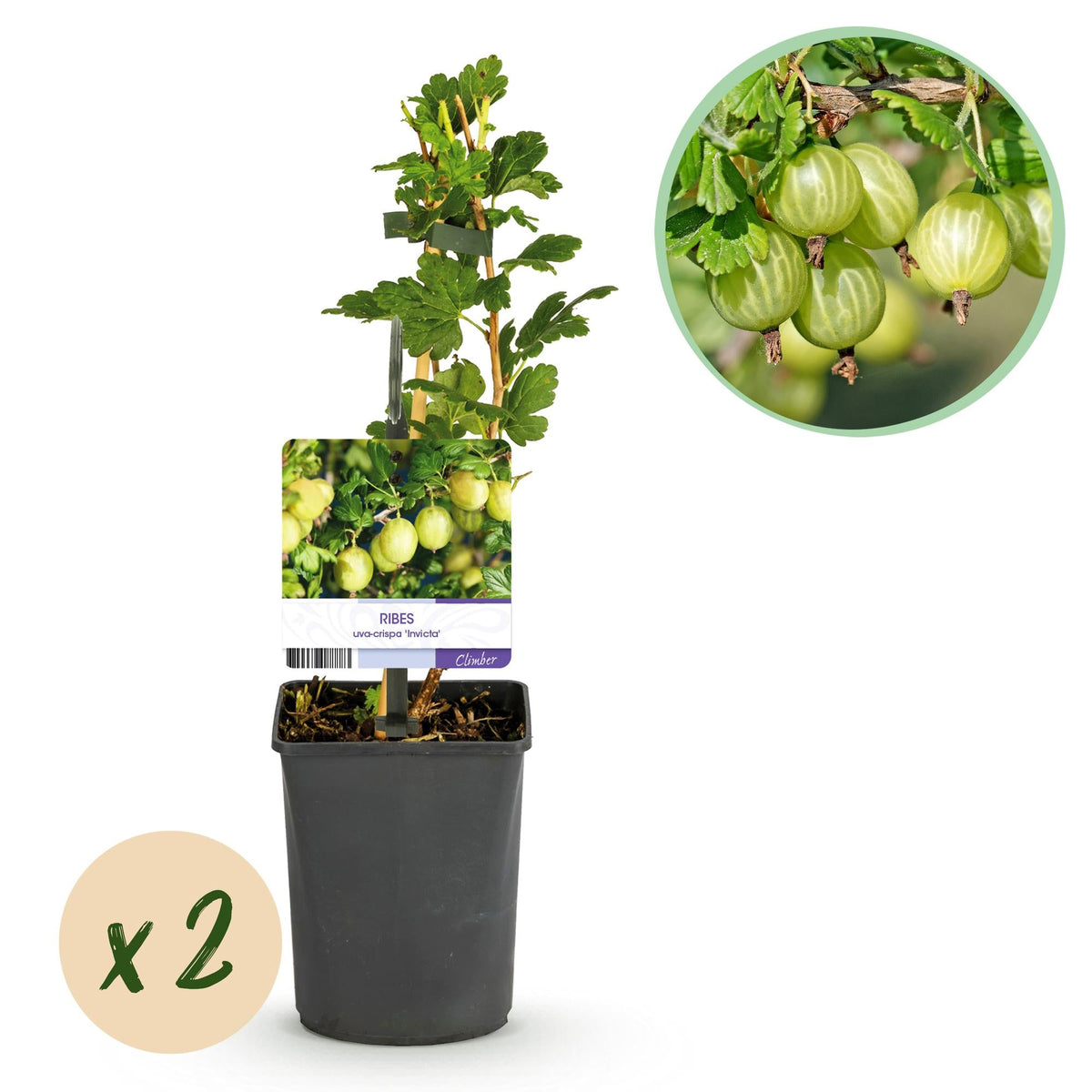 Obstpflanze Stachelbeere „Invicta“ – 2 Pflanzen, 11 cm - Topf, ca. 40 cm hoch - Green Guardia - Ihr Experte für Schädlinge und Pflanzen