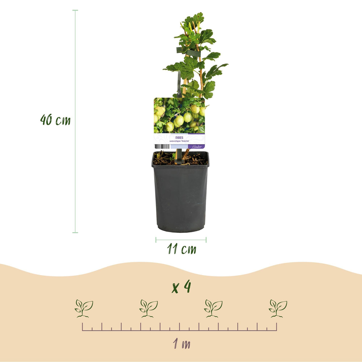 Obstpflanze Stachelbeere „Invicta“ – 2 Pflanzen, 11 cm - Topf, ca. 40 cm hoch - Green Guardia - Ihr Experte für Schädlinge und Pflanzen