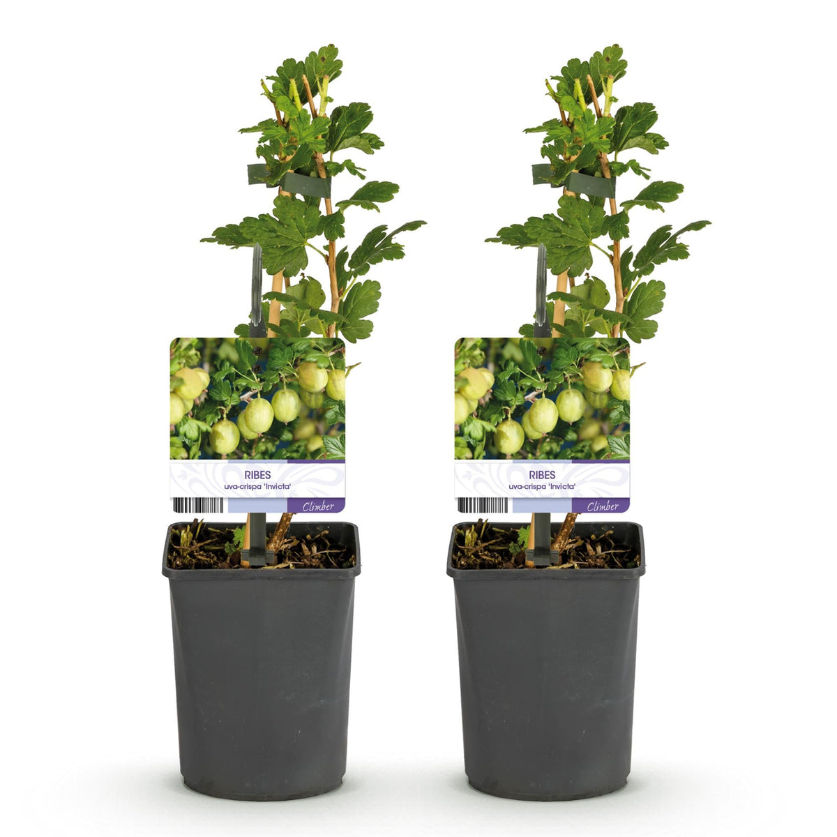 Obstpflanze Stachelbeere „Invicta“ – 2 Pflanzen, 11 cm - Topf, ca. 40 cm hoch - Green Guardia - Ihr Experte für Schädlinge und Pflanzen