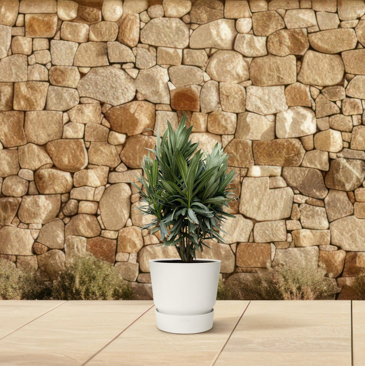 Oleander (Nerium oleander) - Ø19 - 70cm - Green Guardia - Ihr Experte für Schädlinge und Pflanzen