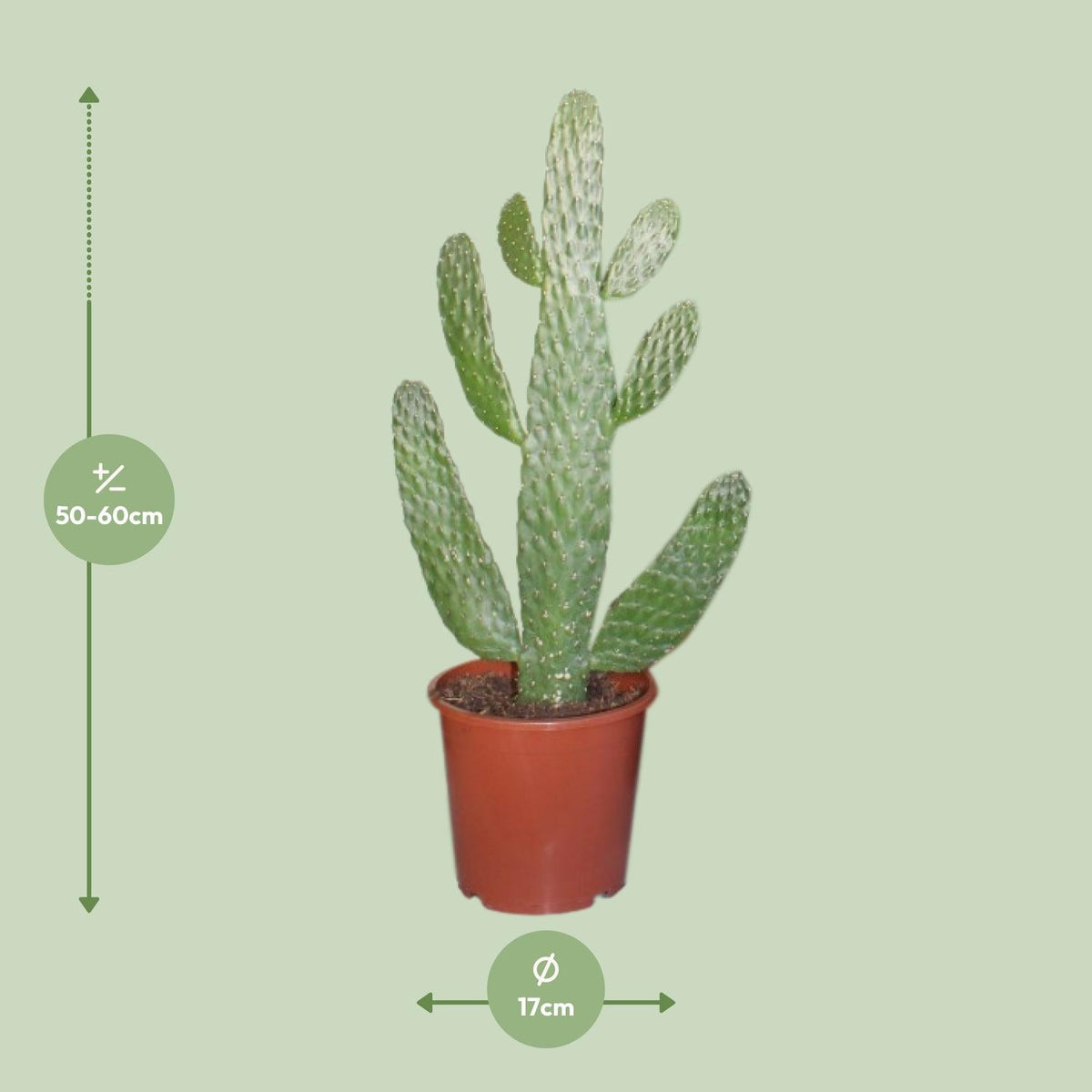 Opuntia consolea – Feigenkaktus – 17 cm Topf, 55 cm hoch - Green Guardia - Ihr Experte für Schädlinge und Pflanzen