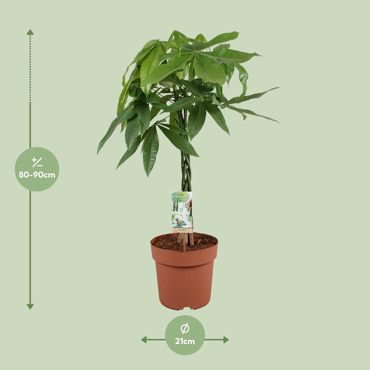 Pachira Aquatica – Glückskastanie - 35 - 120 cm - Green Guardia - Ihr Experte für Schädlinge und Pflanzen