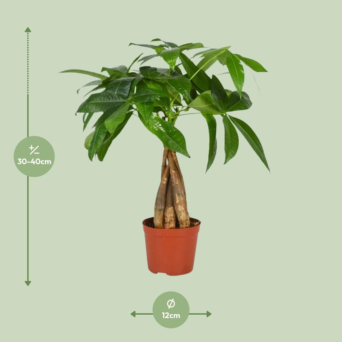 Pachira Aquatica – Glückskastanie - 35 - 120 cm - Green Guardia - Ihr Experte für Schädlinge und Pflanzen