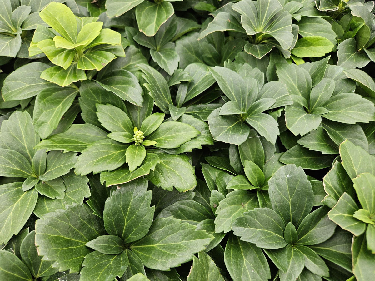 Pachysandra terminalis – immergrüner Bodendecker, 10–25 cm hoch - Green Guardia - Ihr Experte für Schädlinge und Pflanzen