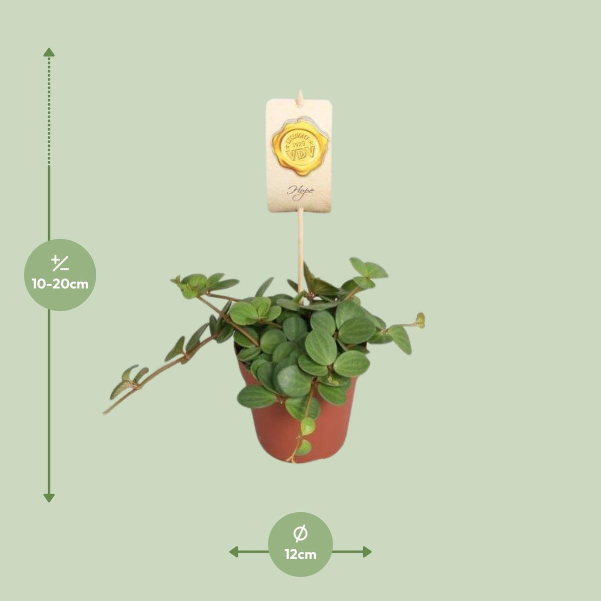 Peperomia ‘Hope’ – Peperomie - 12cm Topf, 15cm hoch - Green Guardia - Ihr Experte für Schädlinge und Pflanzen