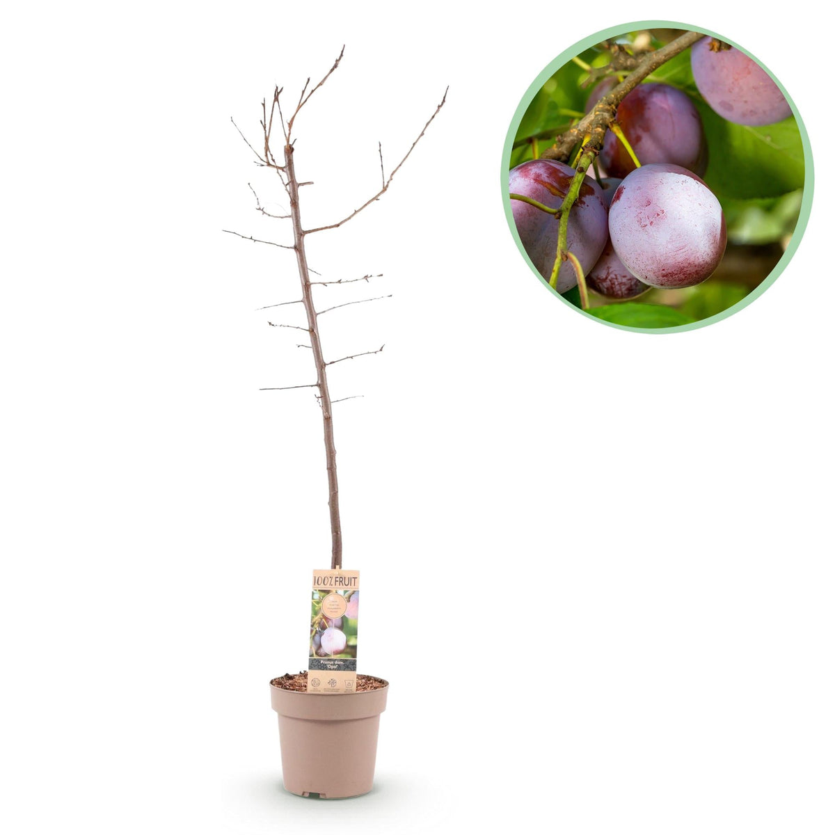 Pflaumenbaum „Opal“ – Gelb - rote Früchte im 21 cm Topf (ca. 90 cm hoch) - Green Guardia - Ihr Experte für Schädlinge und Pflanzen