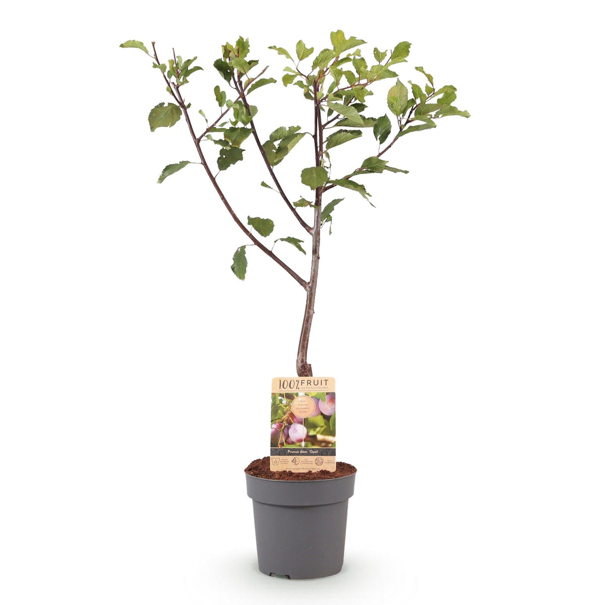 Pflaumenbaum „Opal“ – Gelb - rote Früchte im 21 cm Topf (ca. 90 cm hoch) - Green Guardia - Ihr Experte für Schädlinge und Pflanzen