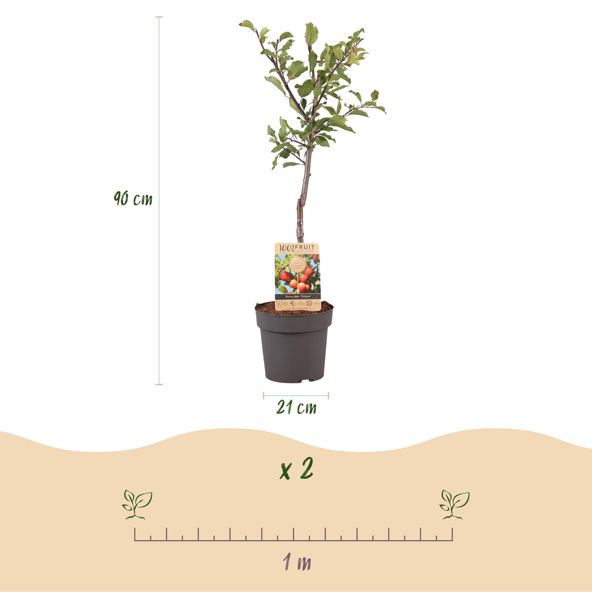 Pflaumenbaum „Victoria“ – rote Pflaume im 21 cm Topf (Höhe ca. 90 cm) - Green Guardia - Ihr Experte für Schädlinge und Pflanzen