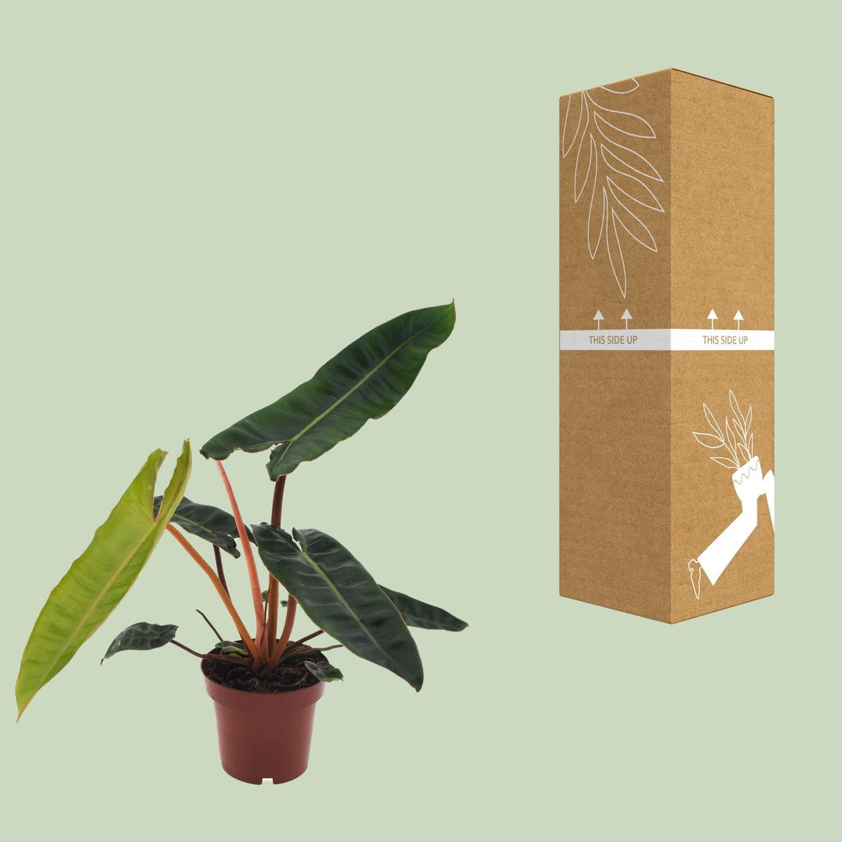 Philodendron billietiae – Baumfreund – 12 cm Topf, 25 cm hoch - Green Guardia - Ihr Experte für Schädlinge und Pflanzen