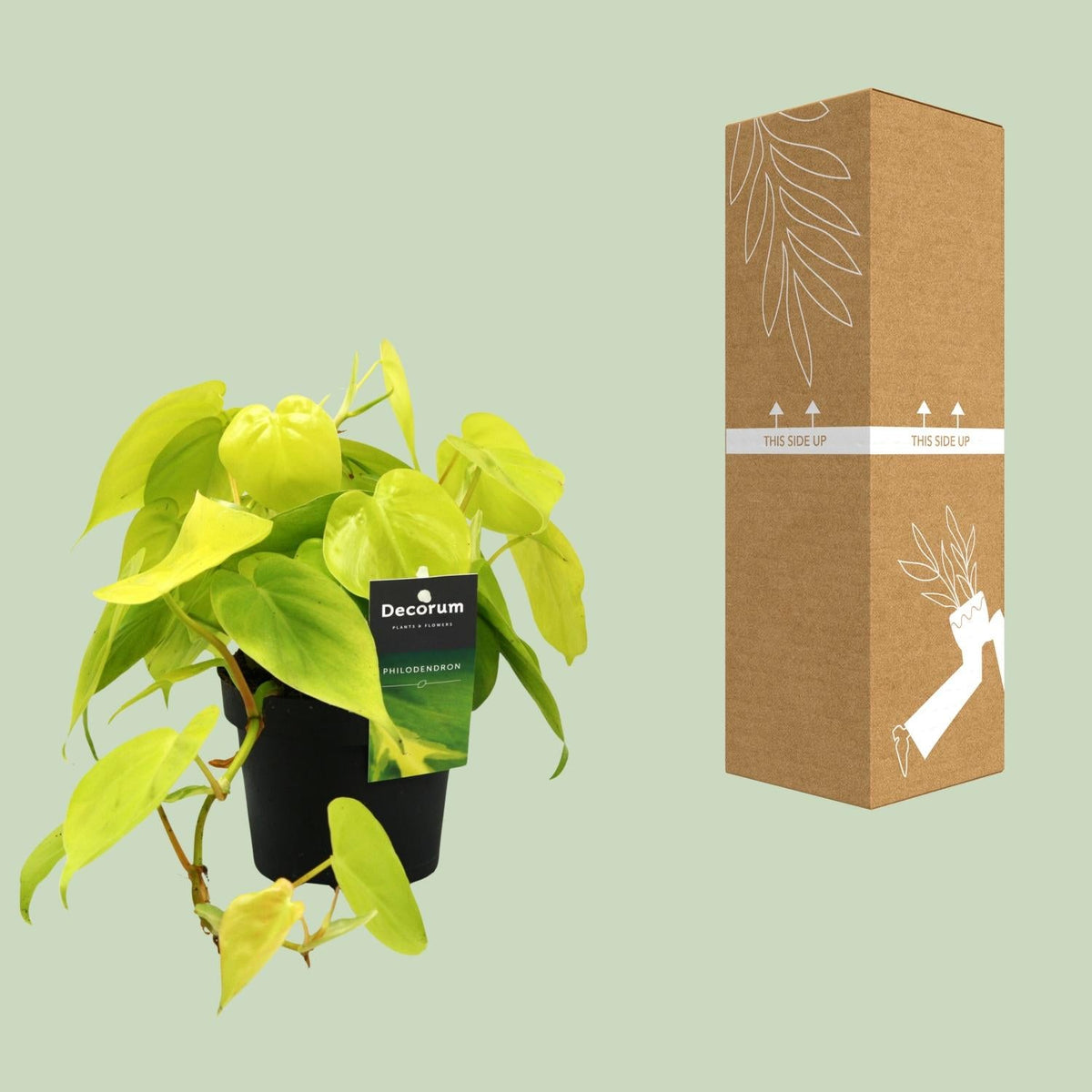 Philodendron ‘Lime’ – Baumfreund – 12 cm Topf, 20 cm hoch - Green Guardia - Ihr Experte für Schädlinge und Pflanzen