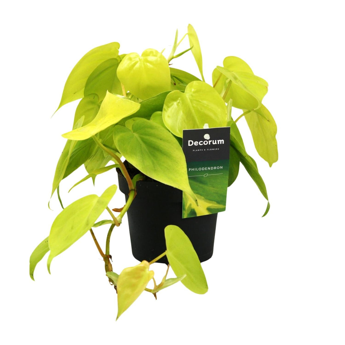 Philodendron ‘Lime’ – Baumfreund – 12 cm Topf, 20 cm hoch - Green Guardia - Ihr Experte für Schädlinge und Pflanzen
