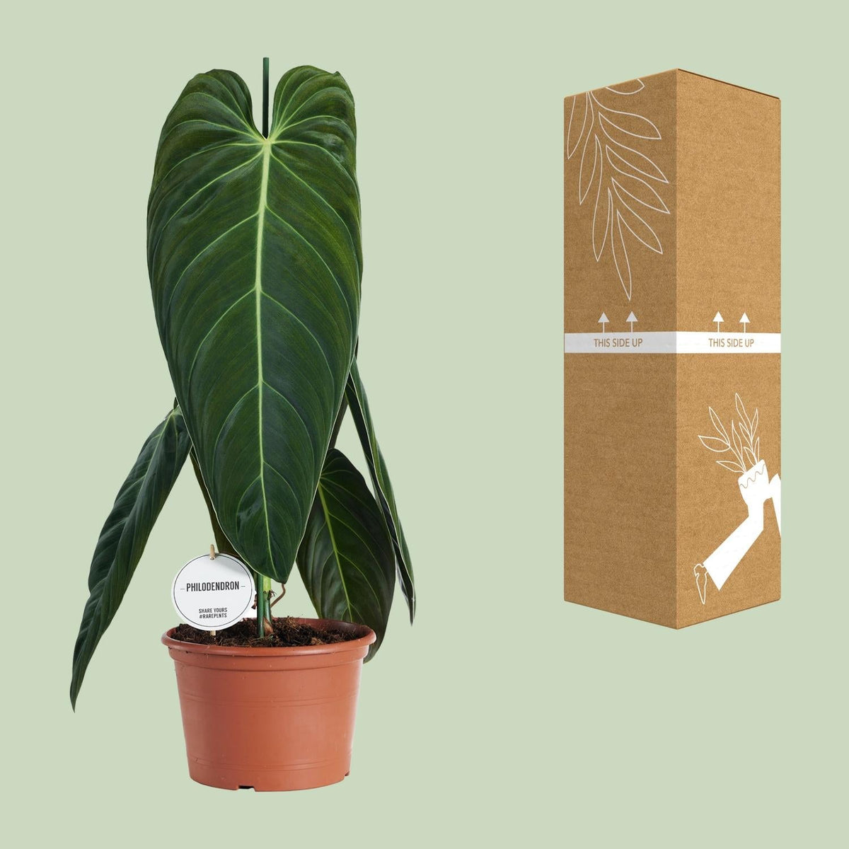 Philodendron melanochrysum – Baumfreund – 21 cm Topf, 75 cm hoch - Green Guardia - Ihr Experte für Schädlinge und Pflanzen