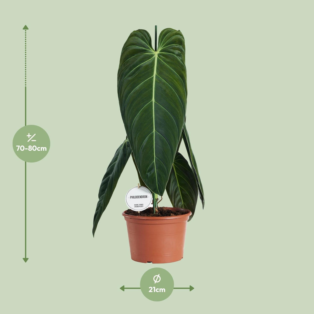 Philodendron melanochrysum – Baumfreund – 21 cm Topf, 75 cm hoch - Green Guardia - Ihr Experte für Schädlinge und Pflanzen