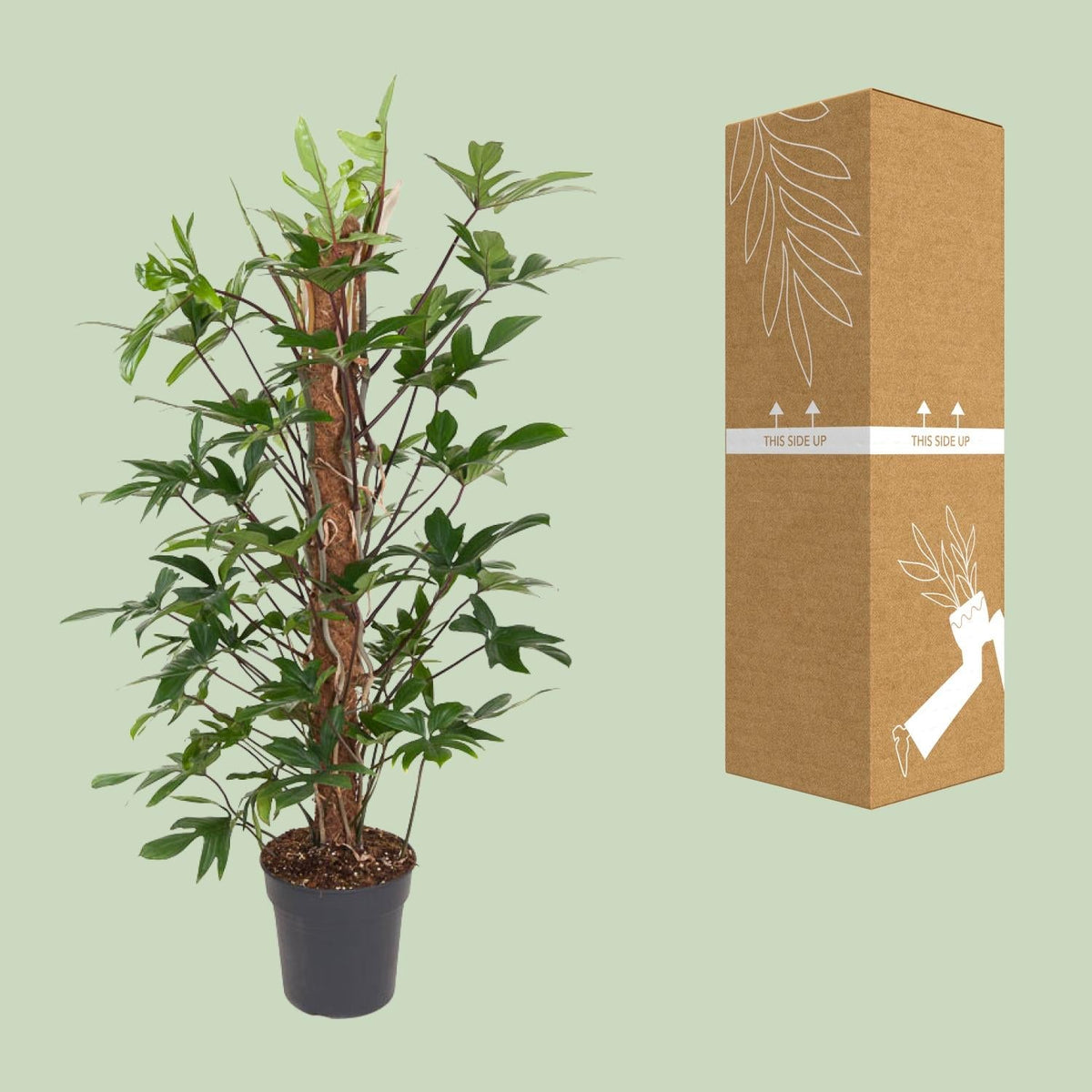 Philodendron pedatum – Baumfreund – 24 cm Topf, 120 cm hoch - Green Guardia - Ihr Experte für Schädlinge und Pflanzen