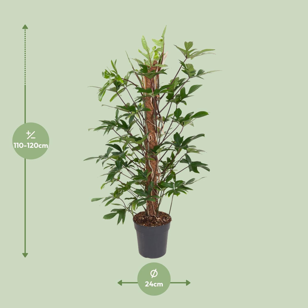 Philodendron pedatum – Baumfreund – 24 cm Topf, 120 cm hoch - Green Guardia - Ihr Experte für Schädlinge und Pflanzen